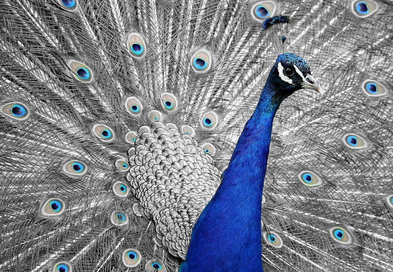 peacock showing off feathers. Read more on Steffi's blog at goddyarts.com