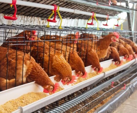 poultry feeding in a chicken farm