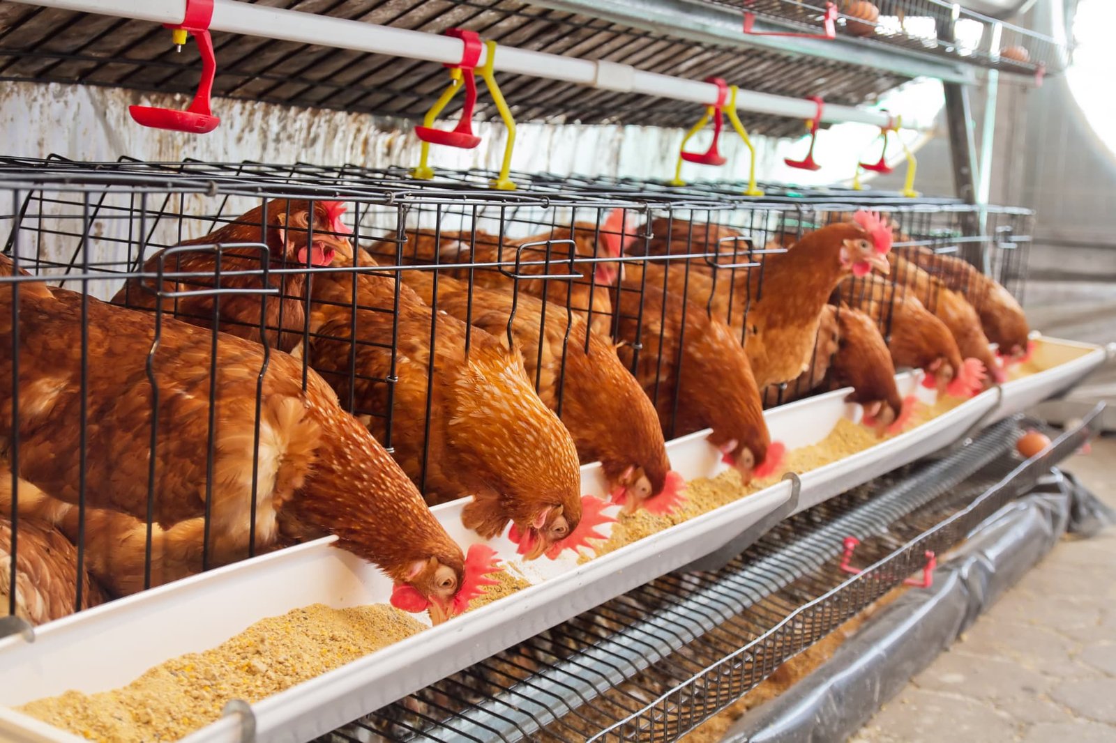 poultry feeding in a chicken farm
